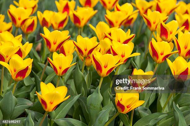 waterlily tulips -tulipa kaufmanniana 'goldstueck'-, 'goldstueck' hybrid, thuringia, germany - tulipa liliaceae kaufmanniana stock pictures, royalty-free photos & images