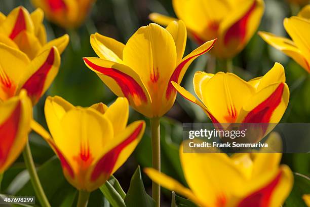 waterlily tulips -tulipa kaufmanniana 'goldstueck'-, 'goldstueck' hybrid, thuringia, germany - tulipa liliaceae kaufmanniana stock pictures, royalty-free photos & images