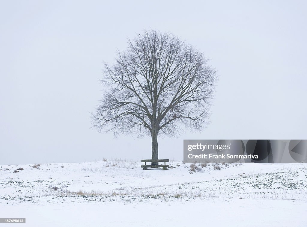 Lime Tree -Tilia spp.- and a wooden bench on a snow-covered field, Bavaria, Germany