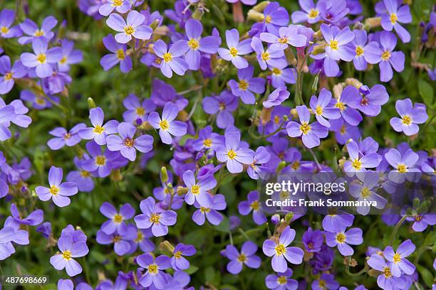 aubrieta -aubrieta gracilis-, flowering, thuringia, germany - aubrieta stock pictures, royalty-free photos & images