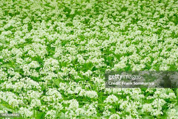 Ramsom Example 37 Ramsom Stock Photos, High-Res Pictures, and Images - Getty Images