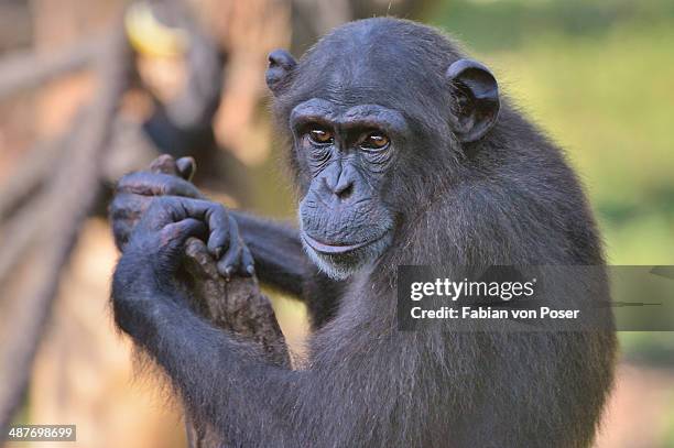 west african chimpanzee -pan troglodytes verus-, tacugama chimpanzee sanctuary, province western area tacugama, sierra leone - western chimpanzee stock pictures, royalty-free photos & images