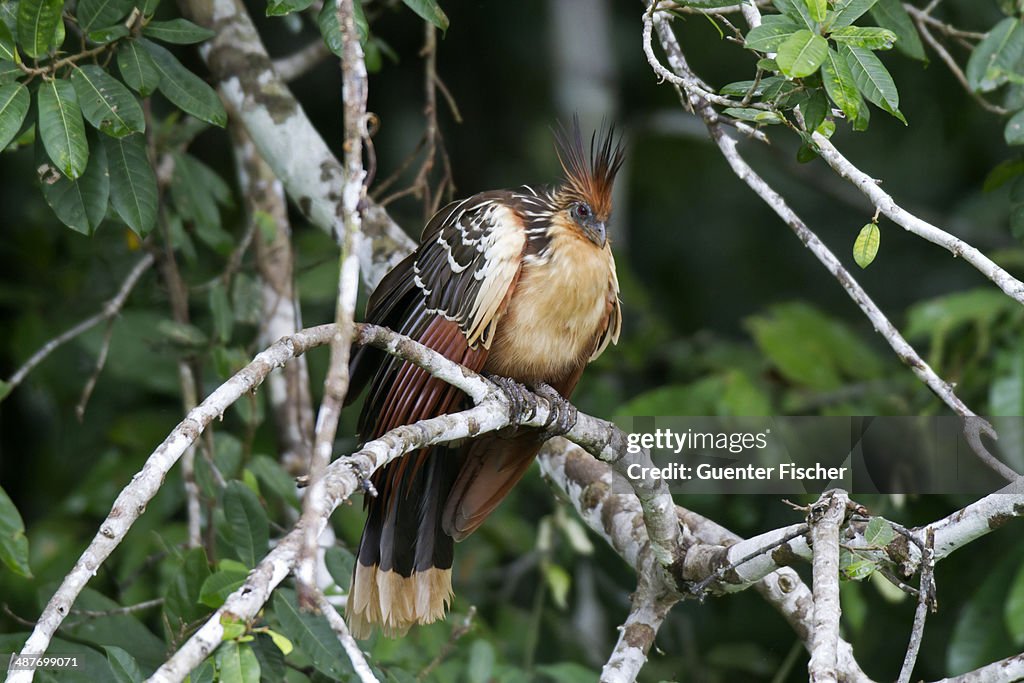 Hoatzin -Opisthocomus hoazin-, Tambopata Nature Reserve, Madre de Dios Region, Peru