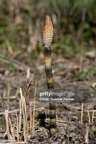 fertile spore-bearing stem of a field horsetail or common horsetail -equisetum arvense-, switzerland - esporângio imagens e fotografias de stock