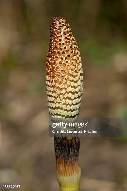 fertile spore-bearing stem of a field horsetail or common horsetail -equisetum arvense-, switzerland - esporângio imagens e fotografias de stock