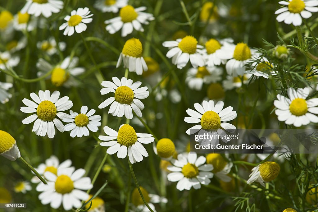 Chamomile -Matricaria chamomilla-, flowers, Switzerland