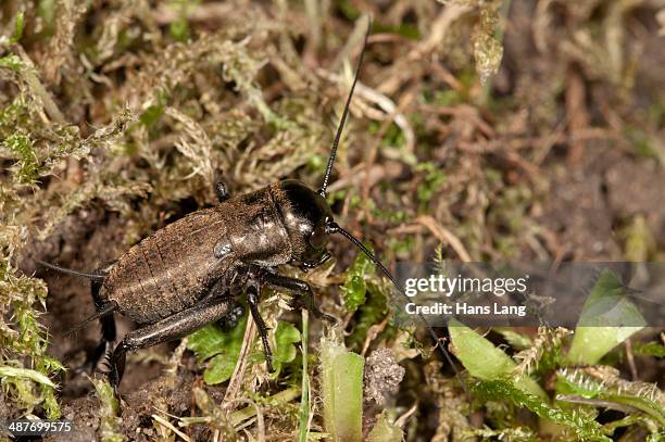 field cricket -gryllus campestris-, male larva, baden-wuerttemberg, germany - gryllus campestris stock pictures, royalty-free photos & images