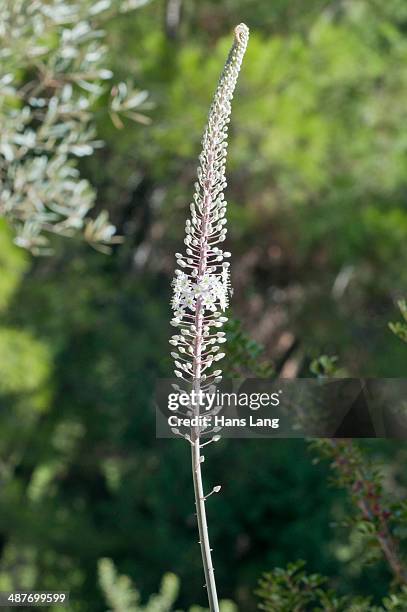 sea squill or medicinal squill -urginea maritima-, rhodos island, dodecanese, greece - urginea maritima stock pictures, royalty-free photos & images