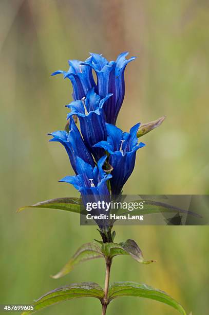 willow gentian -gentiana asclepiadea-, bavaria, germany - herbstenzian stock-fotos und bilder