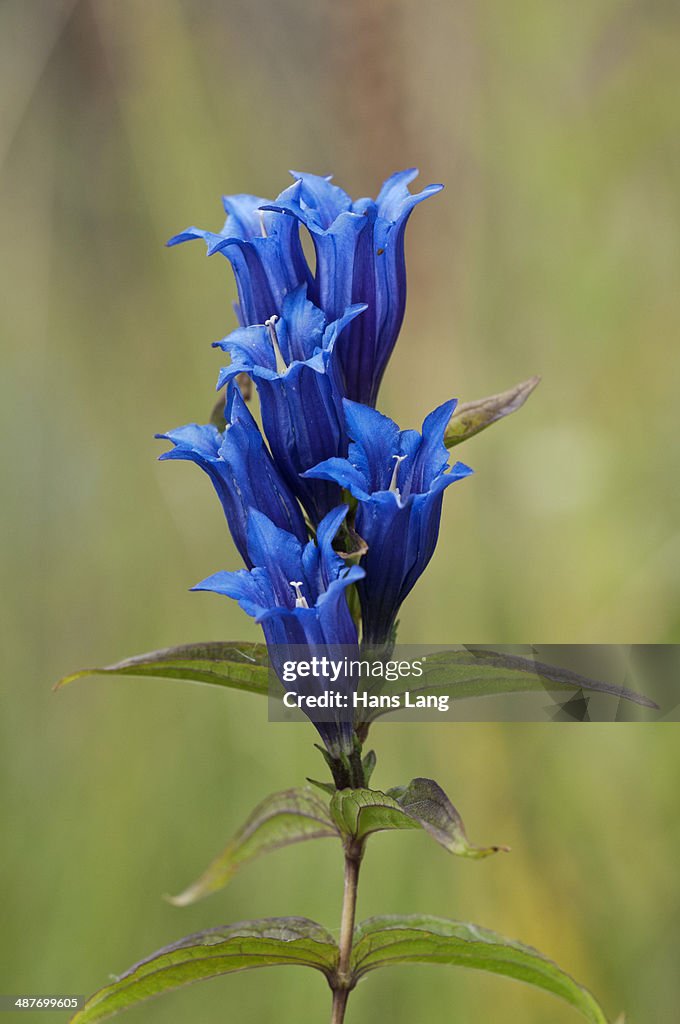 Willow Gentian -Gentiana asclepiadea-, Bavaria, Germany