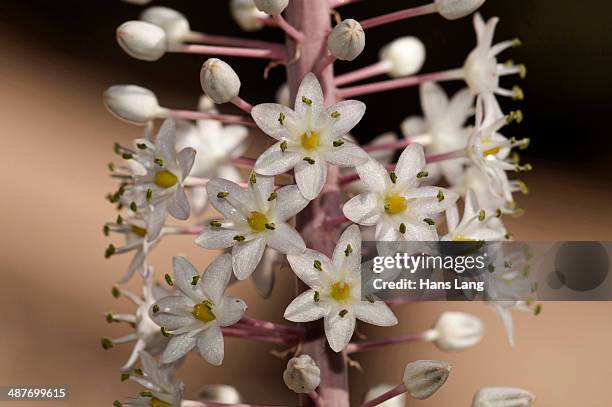 sea squill or medicinal squill -urginea maritima-, flowers detail, rhodos island, dodecanese, greece - urginea maritima stock pictures, royalty-free photos & images