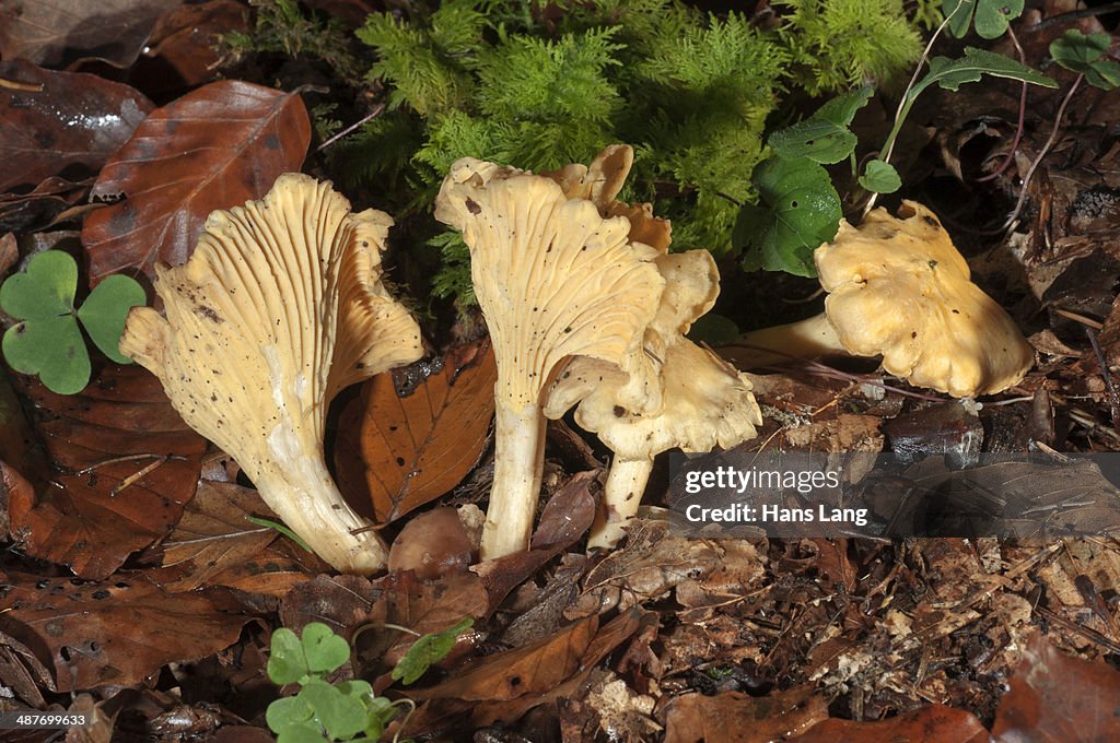 Golden Chanterelle or Girolle -Cantharellus cibarius-, Baden-Wuerttemberg, Germany