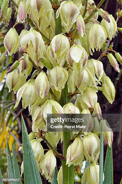 adam's needle, spanish bayonet or spoon-leaf yucca -yucca filamentosa- during rain, canton of tessin, switzerland - kanton tessin stock pictures, royalty-free photos & images