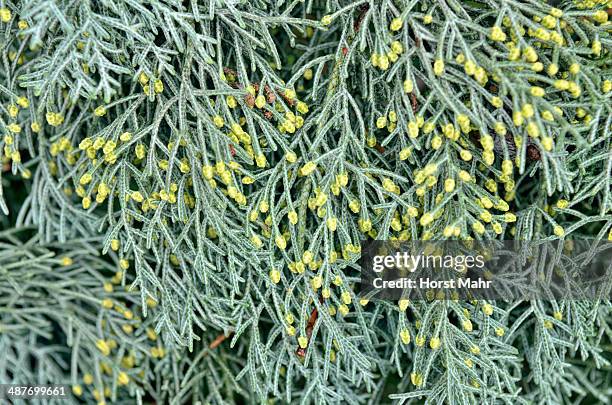 male flowers of a cypress -cypressus sp.-, canton of tessin, switzerland - kanton tessin stock pictures, royalty-free photos & images