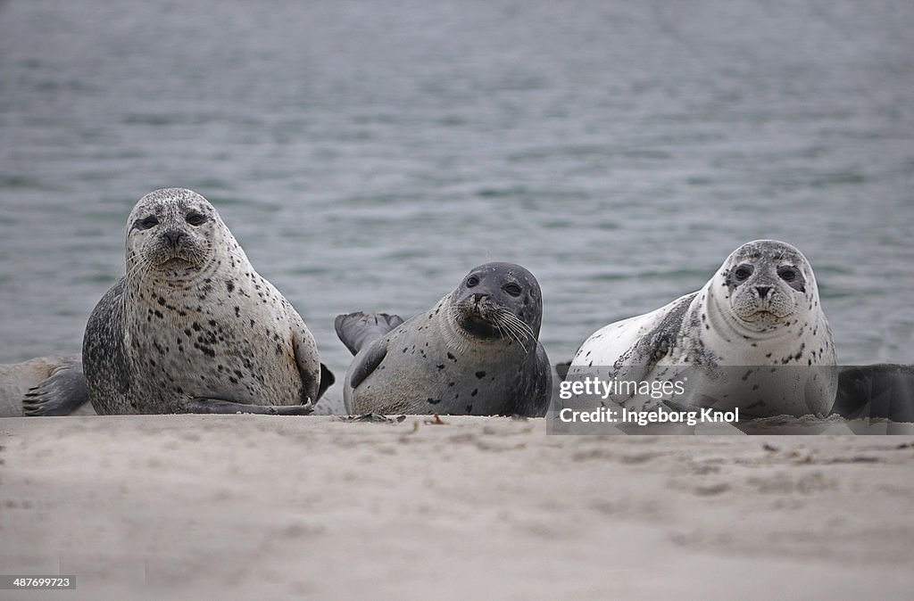 Three Common Seals -Phoca vitulina- on the beach, Duene island, Helgoland, Schleswig-Holstein, Germany