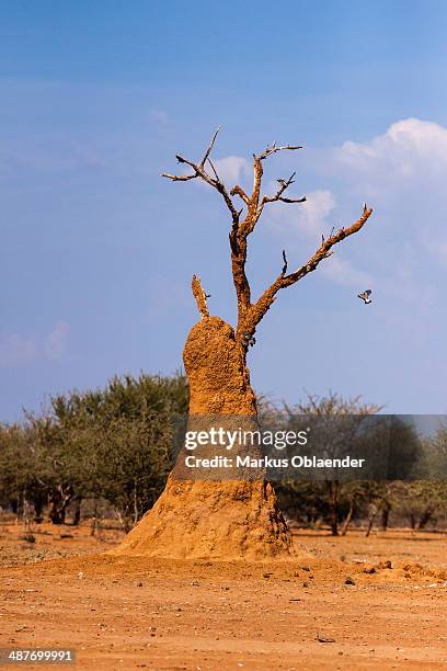termite mound, kaokoland, kaokoveld, namibia - isoptera stock pictures, royalty-free photos & images