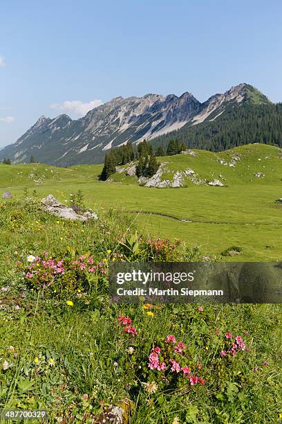 hairy alpenrose -rhododendron hirsutum-, laguz alps with breithorn mountain, grosses walsertal biosphere park, vorarlberg, austria - vorarlberg imagens e fotografias de stock