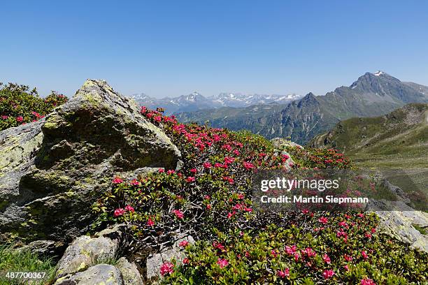 alpenrose -rhododendron ferrugineum-, at st. antoenier joch, saddle, montafon, raetikon, vorarlberg, austria - vorarlberg imagens e fotografias de stock