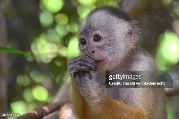white-fronted capuchin -cebus albifrons-, mamiraua sustainable development reserve, amazonas, brazil - cebus albifrons stock pictures, royalty-free photos & images