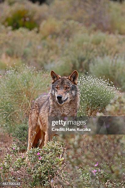 iberian wolf -canis lupus lupus-, antequera, spain - canis lupus lupus stock pictures, royalty-free photos & images