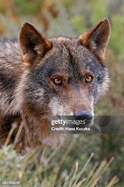 iberian wolf -canis lupus lupus-, antequera, spain - canis lupus lupus stock pictures, royalty-free photos & images