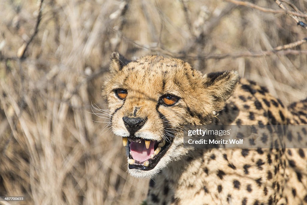 Cheetah -Acinonyx jubatus-, Khomas, Namibia