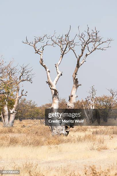 moringa tree -moringa ovalifolia-, fairytale forest, sprokieswood, etosha national park, namibia - moringa tree stockfoto's en -beelden