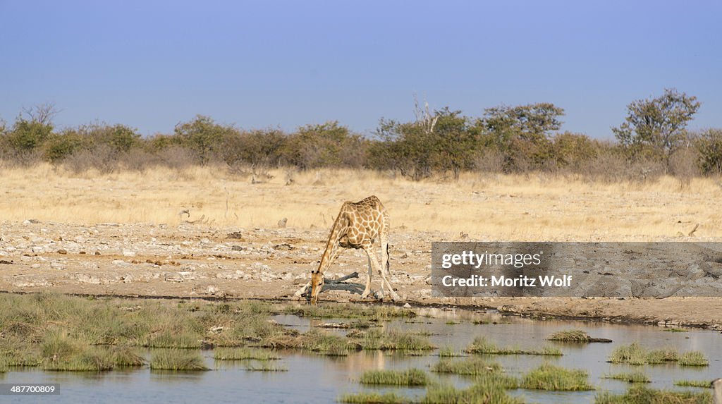 Giraffe -Giraffa camelopardalis- drinking at a waterhole, Etosha National Park, Namibia
