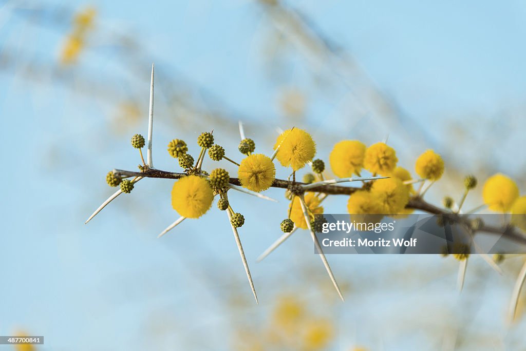 Yellow flowers, Camel Thorn or Giraffe Thorn -Acacia erioloba-, Etosha National Park, Namibia