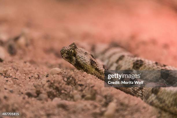horned puff adder -bitis caudalis-, living desert snake park, walvis bay, namibia - bitis arietans stock pictures, royalty-free photos & images