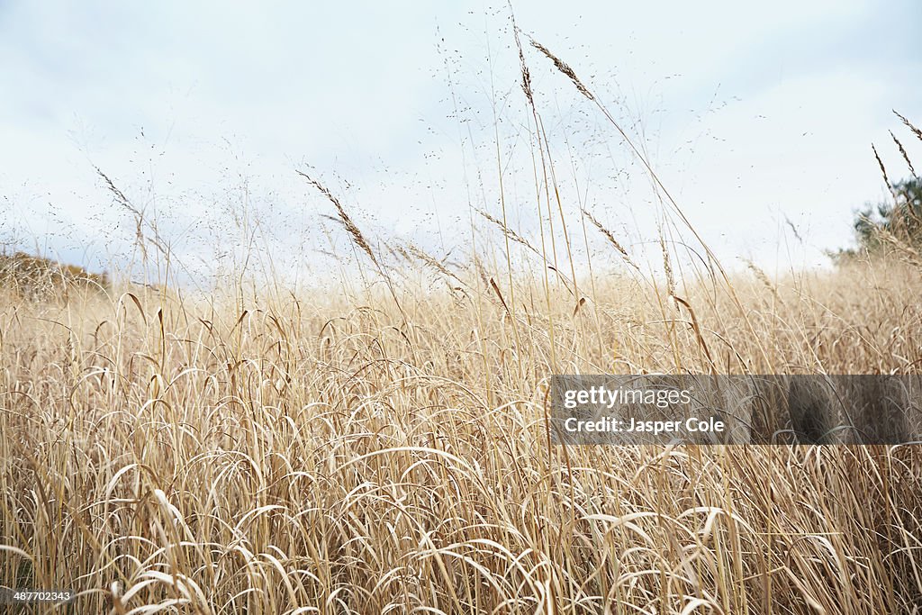 Wheat stalks growing in field