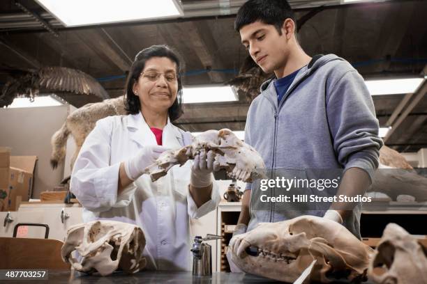 hispanic student and teacher examining bones in lab - arqueologia fotografías e imágenes de stock