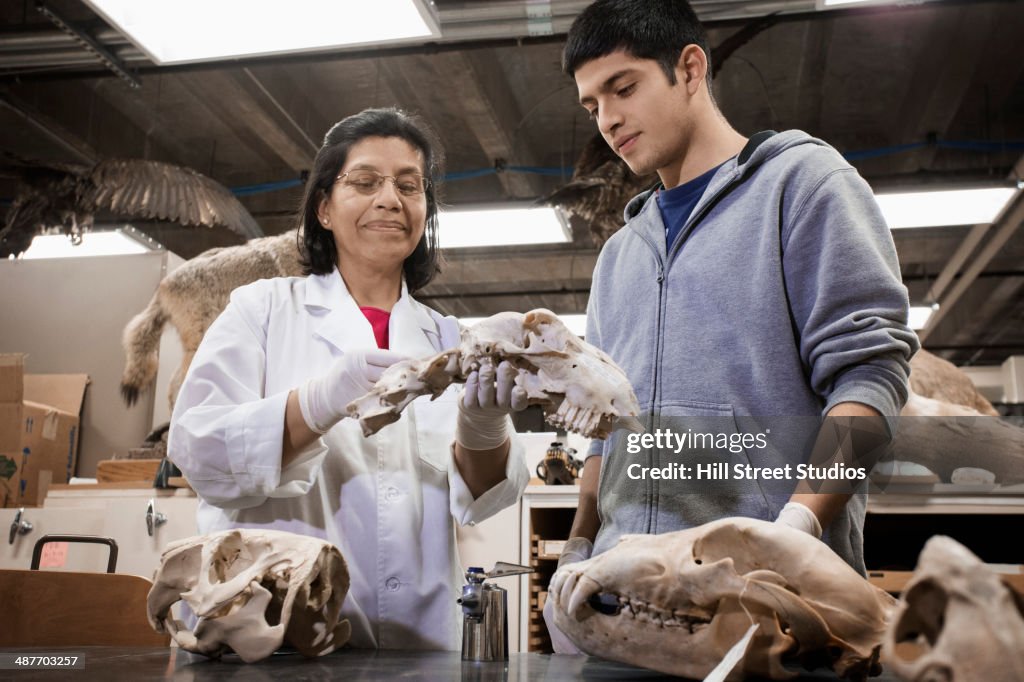 Hispanic student and teacher examining bones in lab