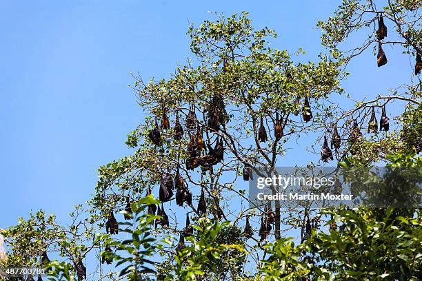 indian flying foxes -pteropus giganteus-, colony at roost, nature reserve near godahena, galle region, southern province, sri lanka - pteropus giganteus stock pictures, royalty-free photos & images