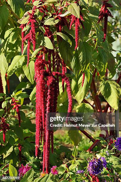 foxtail amaranth -amaranthus caudatus-, flowering, middle franconia, bavaria, germany - amaranthus stock pictures, royalty-free photos & images