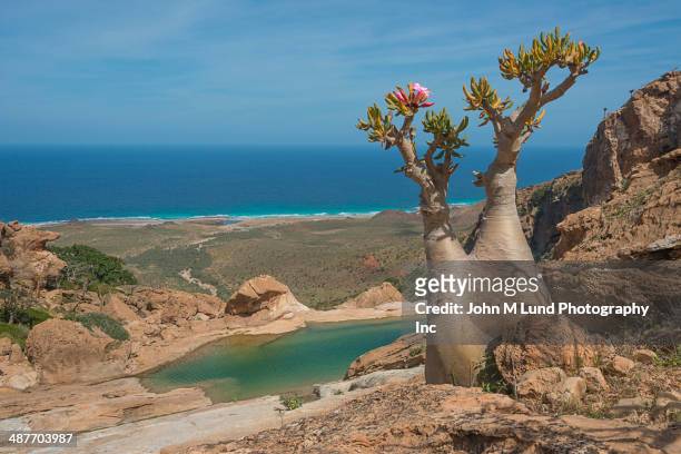 tree growing in rocky landscape overlooking ocean, homhil protected area, socotra, yemen - baobab tree stock pictures, royalty-free photos & images