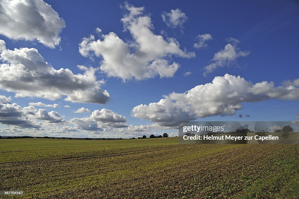 Field with sprouting wheat, cumulus clouds, Mecklenburg-Vorpommern, Germany