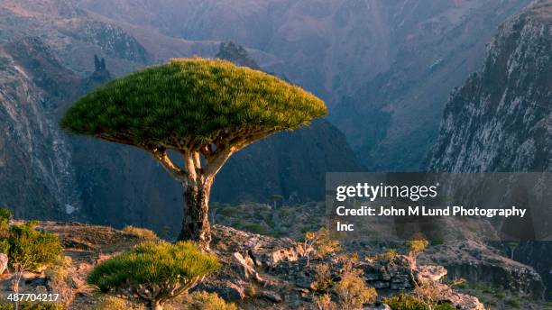 dragon blood tree overlooking rocky mountains, dixam plateau, socotra, yemen - dracaena draco stock pictures, royalty-free photos & images