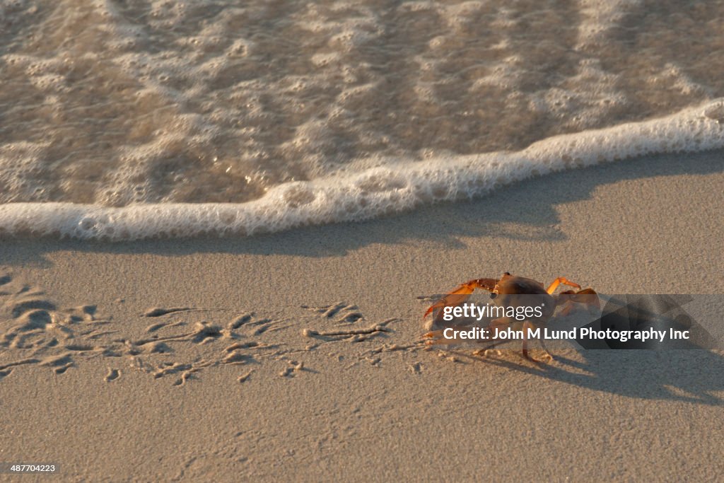 Crab walking on sandy beach