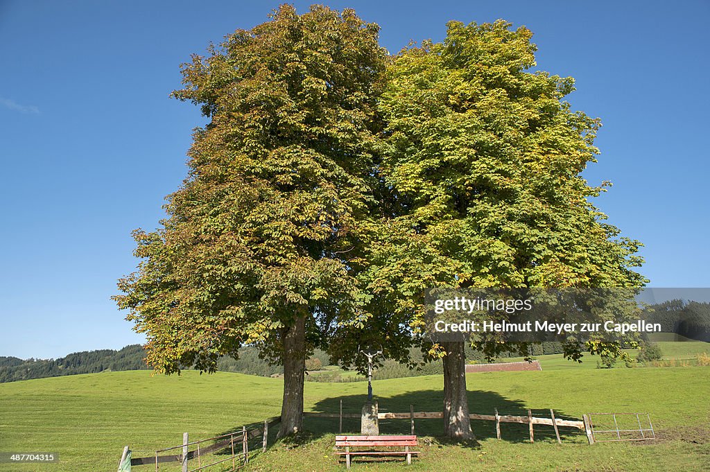 Two autumnal Large-leaved Lime trees -Tilia platyphyllos- with a bench and a crucifix, Engelhirsch, Oberallgaeu, Allgaeu, Bavaria, Germany