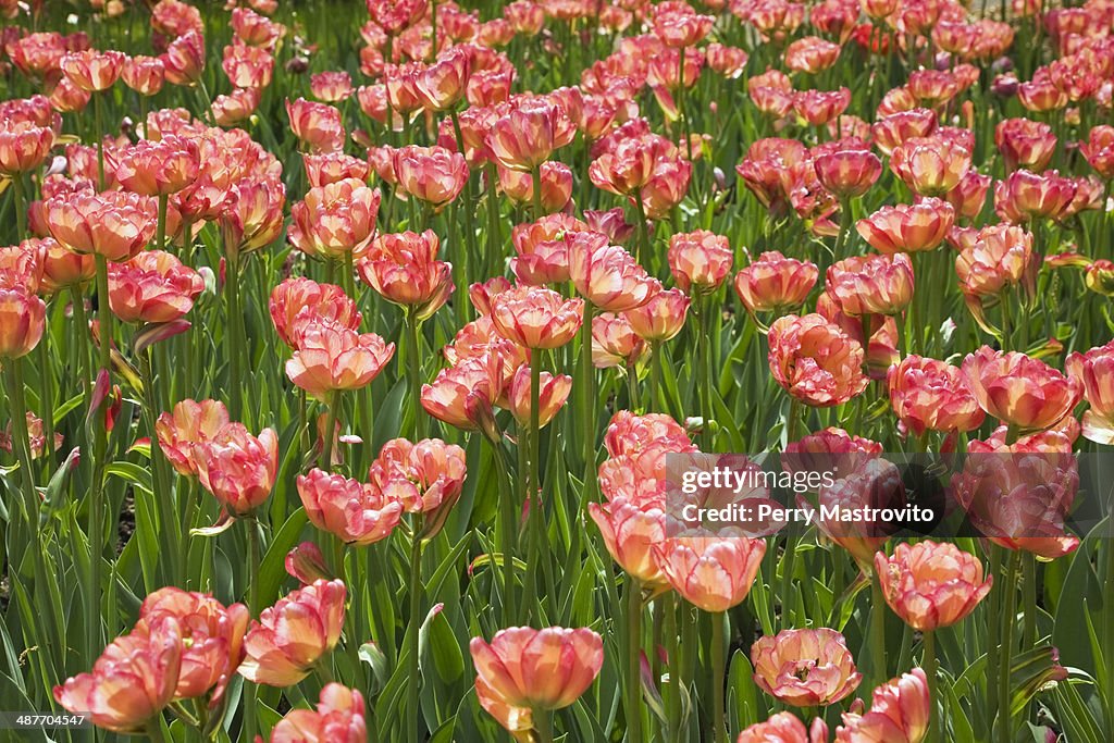 Double bowl-shaped pink and red Tulips -Tulipa-, Ottawa Tulip Festival, Ottawa, Ontario, Canada