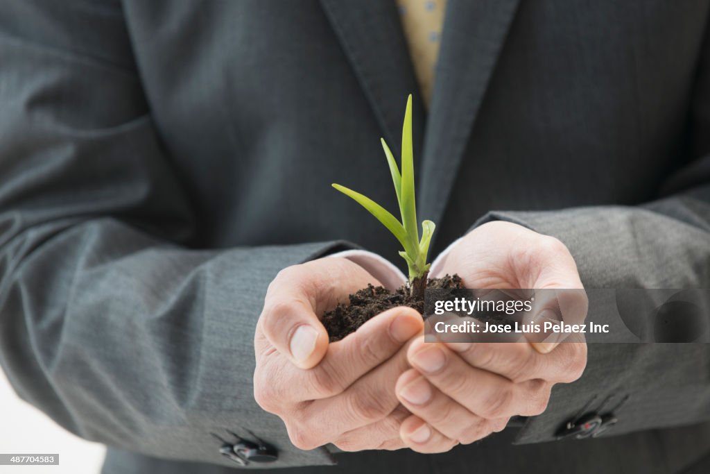 Chinese businessman holding seedling