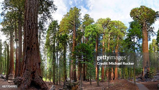giant sequoia trees -sequoiadendron giganteum- in the giant forest, sequoia national park, california, united states - giant sequoia stock-fotos und bilder