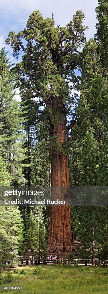 Giant sequoia General Sherman -Sequoiadendron giganteum- in the Giant Forest, Sequoia National Park, California, United States