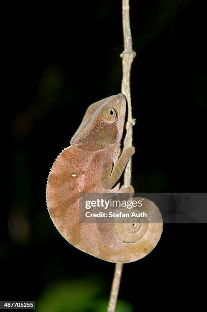 parsons chameleon -calumma parsonii-, brown, curled tail, at night, ranomafana national park, madagascar - parc national de ranomafana photos et images de collection