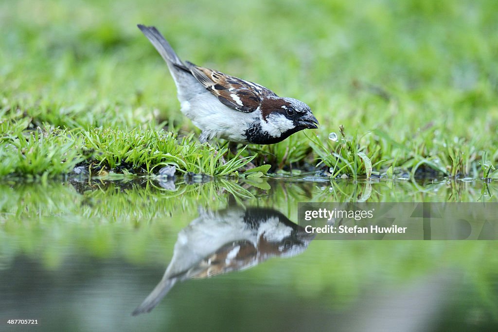House Sparrow -Passer domesticus-, drinking water, Bulgaria