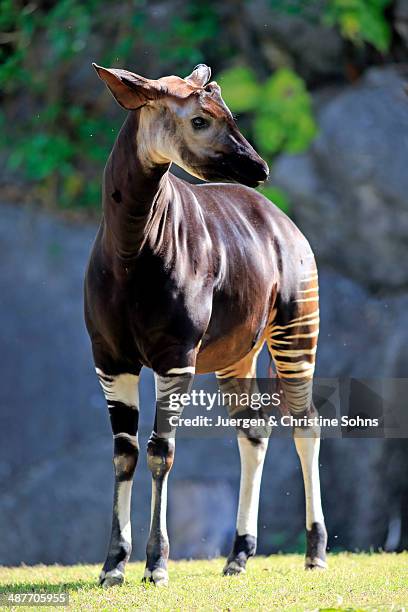 649 Okapi Photos and Premium High Res Pictures - Getty Images 649 Okapi Photos and Premium High Res Pictures - Getty Images