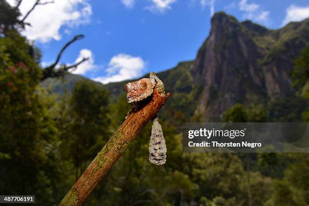 giant leaf-tail gecko or flat-tail gecko -uroplatus giganteus-, marojejy national park, madagascar - uroplatus fimbriatus stock pictures, royalty-free photos & images