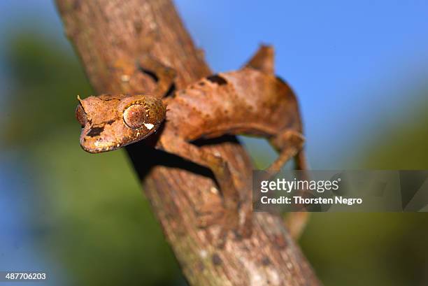 leaf-tail gecko or flat-tail gecko -uroplatus giganteus-, marojejy national park, madagascar - uroplatus fimbriatus stock-fotos und bilder