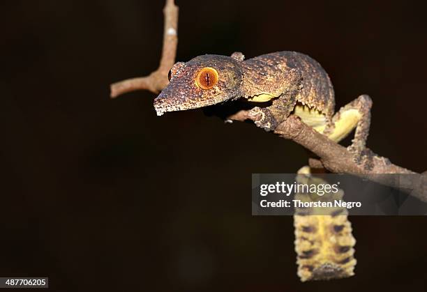 henkel's leaf-tailed gecko or frilled leaf-tail gecko -uroplatus henkeli-, daraina, madagascar - daraina stock pictures, royalty-free photos & images